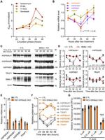 HSP90 beta Antibody in Western Blot (WB)