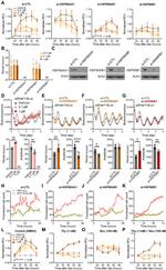 HSP90 beta Antibody in Western Blot (WB)