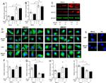 ABCG1 Antibody in Western Blot, Immunocytochemistry (WB, ICC/IF)