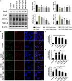 CD11b Antibody in Western Blot, Immunocytochemistry (WB, ICC/IF)