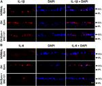 IL-6 Monoclonal Antibody (10 E5)