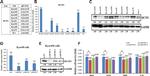 MCTP1 Antibody in Western Blot (WB)