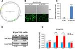 MCTP1 Antibody in Western Blot (WB)