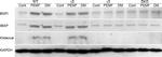 Bone SialoProtein Antibody in Western Blot (WB)
