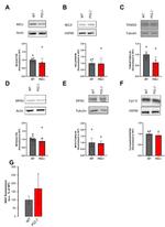 SLC8B1 Antibody in Western Blot (WB)