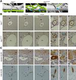 Cytokeratin 7 Antibody in Immunohistochemistry (IHC)