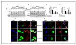 Phospho-IRF5 (Ser437) Antibody in Western Blot (WB)