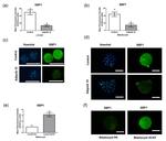 XBP1 Antibody in Immunocytochemistry (ICC/IF)