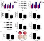 RORA Antibody in Western Blot (WB)