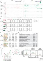 TCF7L1 Antibody in ChIP Assay (ChIP)
