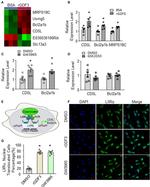 LXR alpha Antibody in Immunocytochemistry (ICC/IF)