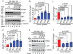 Ferroportin Antibody in Western Blot (WB)