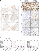 CD4 Antibody in Immunohistochemistry (IHC)