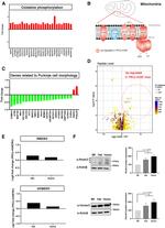 HOMER3 Antibody in Western Blot (WB)