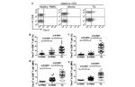 CD8a Antibody in Flow Cytometry (Flow)
