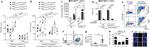 CD4 Antibody in Flow Cytometry (Flow)