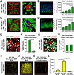 CD4 Antibody in Immunohistochemistry (PFA fixed), Immunocytochemistry (IHC (PFA), ICC/IF)