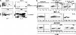 CD19 Antibody in Flow Cytometry (Flow)