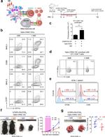 IFN gamma Antibody in Flow Cytometry (Flow)