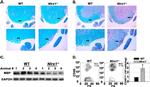 CD45 Antibody in Flow Cytometry (Flow)