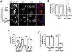 CD11b Antibody in Flow Cytometry (Flow)