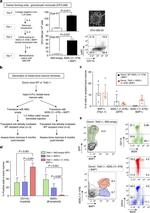 CD11b Antibody in Flow Cytometry (Flow)