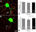 GFP Antibody in Immunocytochemistry (ICC/IF)