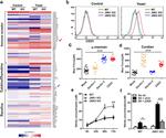 CD11b Antibody in Flow Cytometry (Flow)