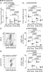 CD11b Antibody in Flow Cytometry (Flow)