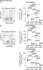 CD11b Antibody in Flow Cytometry (Flow)