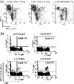 CD11c Antibody in Flow Cytometry (Flow)