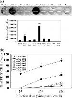 CD11c Antibody in Flow Cytometry (Flow)