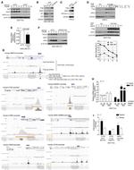 SKP2 Antibody in Western Blot (WB)