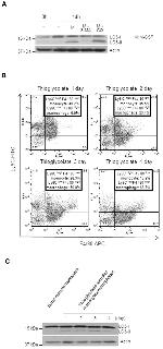 F4/80 Antibody in Flow Cytometry (Flow)