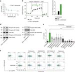 CD19 Antibody in Flow Cytometry (Flow)
