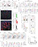 CD19 Antibody in Flow Cytometry (Flow)
