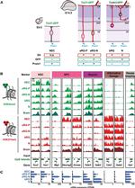 CD133 (Prominin-1) Antibody in Flow Cytometry (Flow)