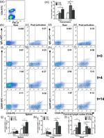 CD25 Antibody in Flow Cytometry (Flow)