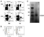 CD28 Antibody in Western Blot, Flow Cytometry (WB, Flow)