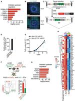 CD31 (PECAM-1) Antibody in Flow Cytometry (Flow)