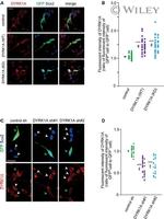 GFP Antibody in Immunocytochemistry (ICC/IF)