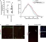 GFP Antibody in Immunocytochemistry (ICC/IF)