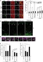 GFP Antibody in Immunocytochemistry (ICC/IF)