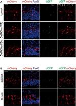 GFP Antibody in Immunocytochemistry (ICC/IF)