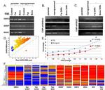 CD36 Antibody in ChIP Assay (ChIP)