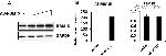 GAPDH Loading Control Antibody in Western Blot (WB)