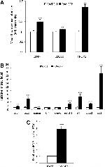 CD166 (ALCAM) Antibody in Flow Cytometry (Flow)