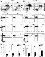 CD45R (B220) Antibody in Flow Cytometry (Flow)