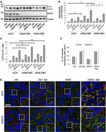 alpha Tubulin Antibody in Western Blot, Immunocytochemistry (WB, ICC/IF)