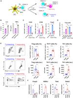 FOXP3 Antibody in Flow Cytometry (Flow)